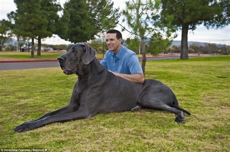 The Gentle Giant George Measures 7ft 3ins From Nose To Tail Owners Are