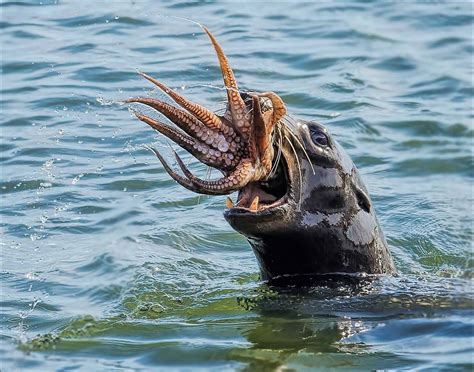 A Seal Eating An Octopus Amazing Animal Pictures Weird Animals Sea Lion