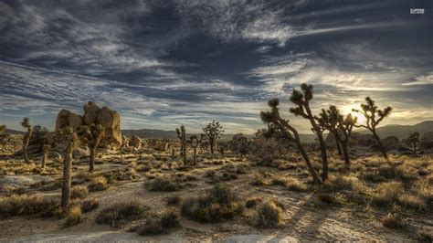 Joshua Tree Wallpapers Wallpaper Cave