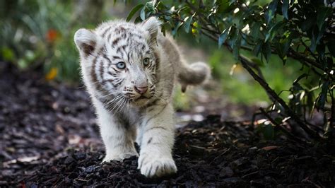 Wallpaper Id 759447 White Tiger Cats Tiger Cute Animal Blue