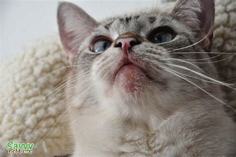 Feline Chin Acne Does Your Cat Have It Savvy Pet Care