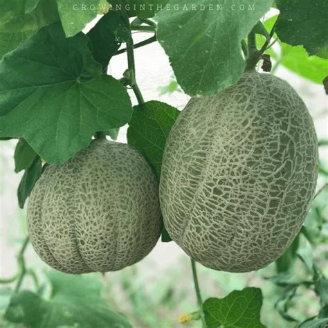 How To Grow Cantaloupe 9 Tips For Growing Cantaloupe Growing In The