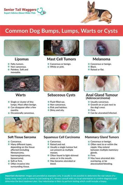 11 Common Dog Lumps Bumps Tumors And Cysts With Pictures