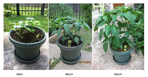 This article provides detailed instructions for growing your own jalapeños at home in a pot. growing jalapenos in pots