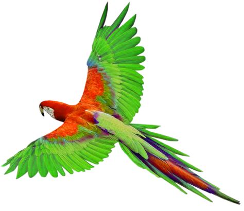 Parrot Clipart Colourful Parrot Colorful Birds Flying Clipart Clip