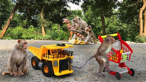 Funny Monkey Videos Wow Monkey Playing Kids Toys Youtube