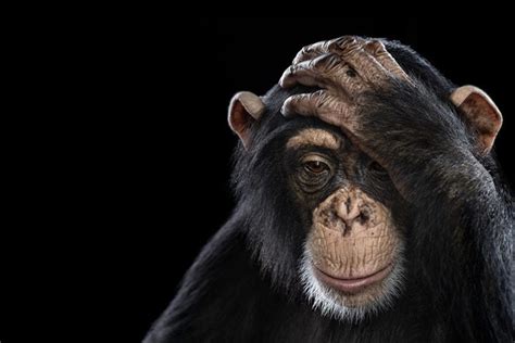 Affinity ~ Incredible Close Up Studio Portraits Of Wild Animals