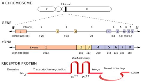 Hier können jedoch nur aufträge für verlaufspatienten eingepflegt werden. Androgen insensitivity syndrome - Wikipedia