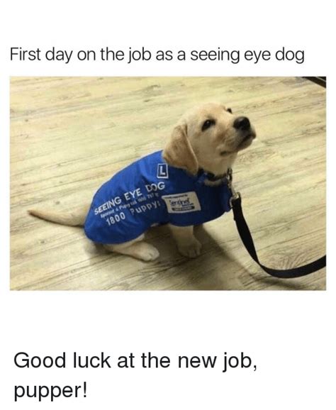 Whether it's for yourself or for sharing with someone that did a great job, these 23 great job memes are the gift that keeps on giving. First Day on the Job as a Seeing Eye Dog DOG Good Luck at the New Job Pupper! | Funny Meme on SIZZLE