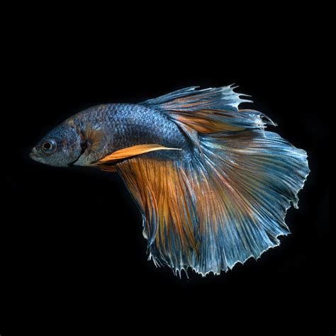 Remarkably Astonishing Facts About Betta Fish Pet Ponder
