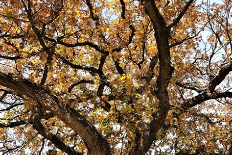 Oak Tree Branches In Fall Free Stock Photo Public Domain Pictures