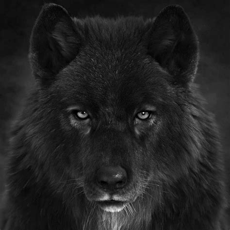 Artstation Black Wolf Head Massimo Righi Black Wolf Wolf Dog