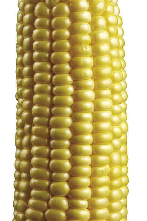 Four times as sweet as standard hybrids. How to Grow Corn - FineGardening