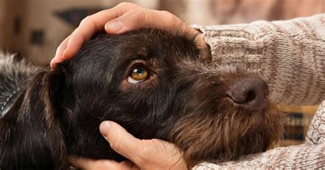 Dog Transmitted Diseases 5 Unbelievable Sicknesses You Can Get From