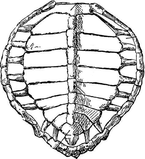 When attacked, the turtle can retract the head, tail and limbs. 15 views (With images) | Turtle shell, Turtle, Shells