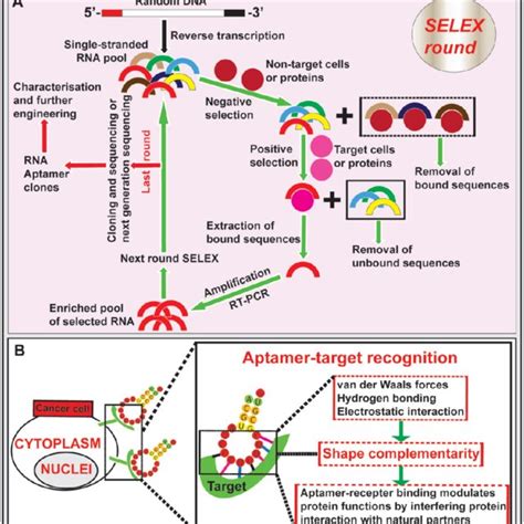 Schematic Illustration Of Aptamer Mediated Cancer Therapy Four