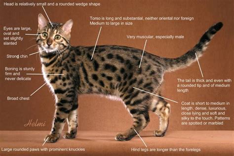 Bengal Cat Information And Guide Artofit