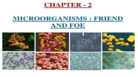 Microorganisms Friend And Foe Class 8 Science Chapter 2 Ncert Youtube