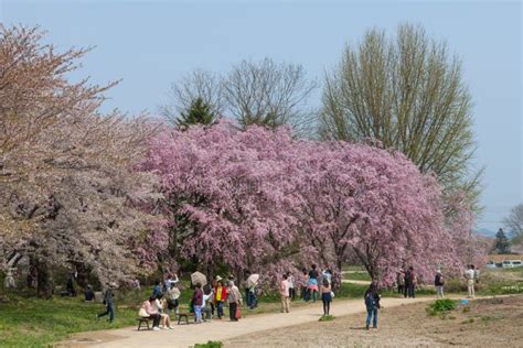 Weeping Cherry Blossoms Or Sakura In Tenshochi Park Japan Editorial
