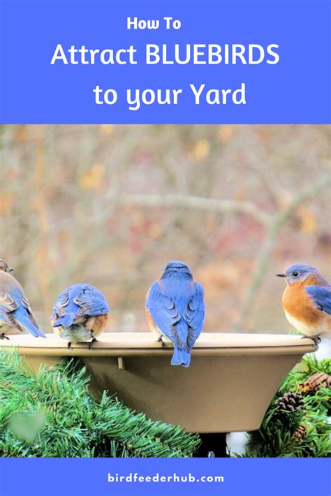 How To Attract Bluebirds To Your Yard 7 Helpful Tips Artofit