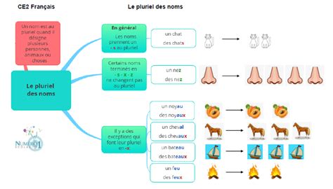 Le pluriel des noms leçon et exercices CE2