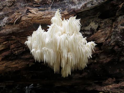 Coral Tooth Fungus A Field Guide For Identifying Mushrooms In Panama