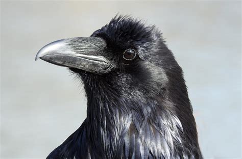 Common Raven Birdwatching