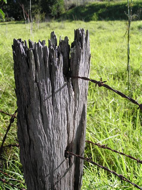 Free Images Tree Nature Grass Branch Fence Post Wood Field