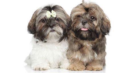 Shih Tzu Names 200 Great Ideas For Your New Fluffy Puppy