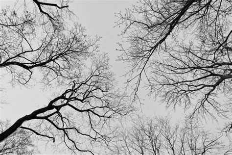 Upward View Into The Trees Copyright Free Photo By M Vorel Libreshot