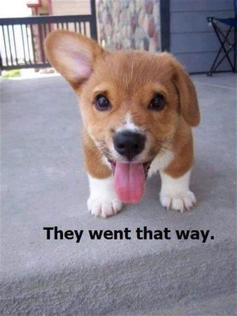 Dog Memes Funny Pictures With Dogs And Puppy