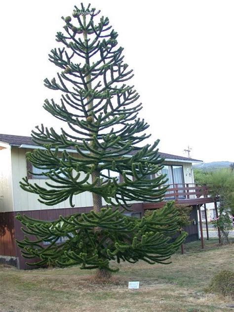 The false monkey puzzle tree was planted by the former tenants. PlantFiles: Picture #7 of Monkey Puzzle Tree (Araucaria ...