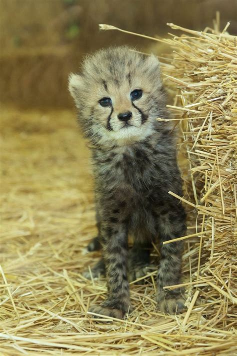Baby Cheetahs Frolic At Schönbrunn Zoo Zooborns