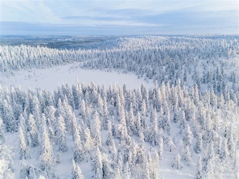 Aerial View Of Winter Forest Covered In Snow In Finland Lapland Stock