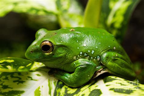 Chinese Gliding Frog On Leaf Photograph By Deanna Wright