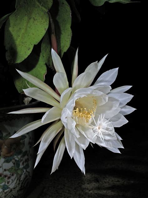 How To Cook Queen Of The Night Cactus How To Grow A Queen Of The