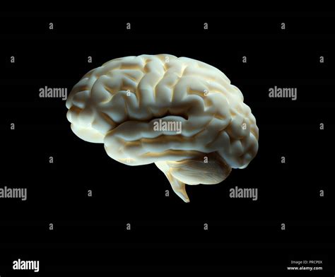 Anatomia cerebro humano fotografías e imágenes de alta resolución
