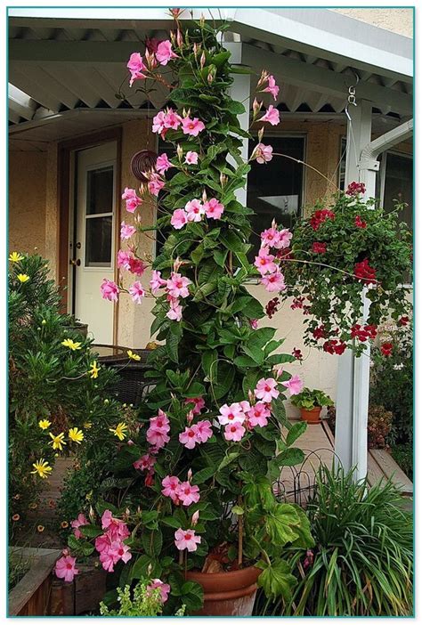 Climbing Flowering Plants Annuals Home Improvement