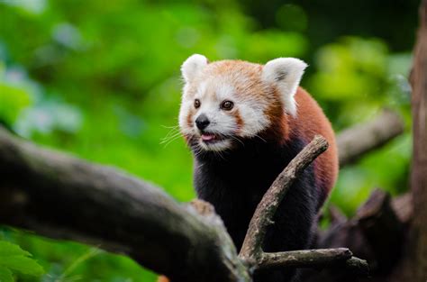 Fotos Gratis Bokeh Animal Fauna Silvestre Zoo Mamífero Panda