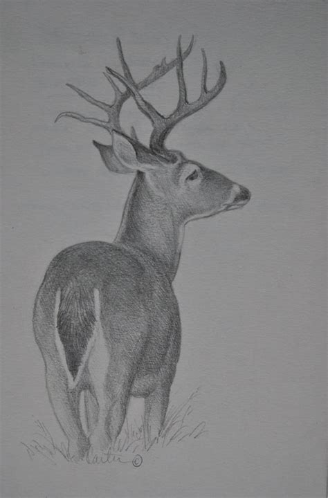 White Tail Deer Sketch Drawing By Calvin Carter Fine Art America
