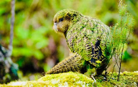 The Kakapo Parrot Critically Endangered Species With Only 146