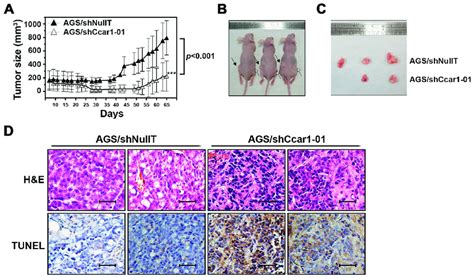Effects Of CCAR1 Knockdown On Xenograft Gastric Cancer Formation A