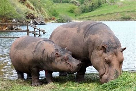 Que Comen Los Hipopótamos Donde Viven Como Nacen