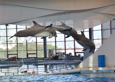 Dolphin Discovery Dolphin Shows At Baltimore Dolphin Show Baltimore