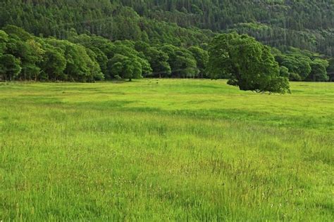 A Field Of Grass And A Hill Covered In Trees In Killarney National Park