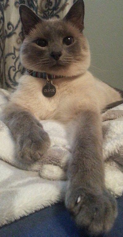 Siamese Cat Overweight British Shorthair