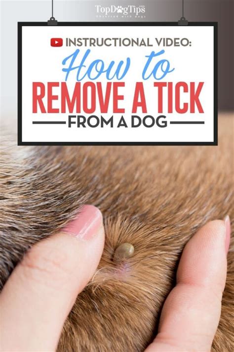 How To Remove A Tick From A Dog Safely And Quickly Step By Step