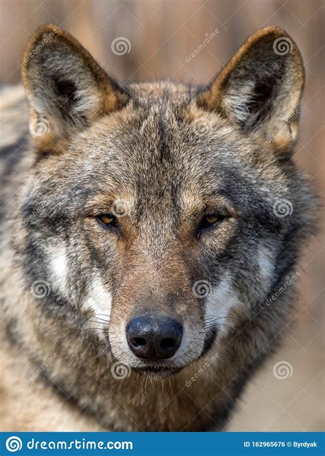 Close Up Portrait Of A Grey Wolf Canis Lupus Stock Photo Image Of