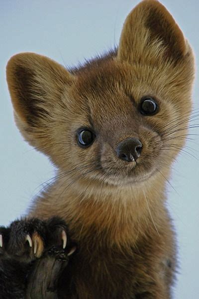 24 Best Weasels Images Baby Animals Animals Cute Animals