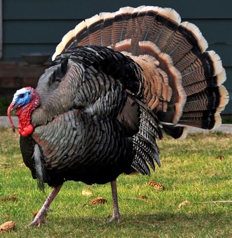 Bill Would Make Feeding Wild Turkeys Illegal Natural Resources News
